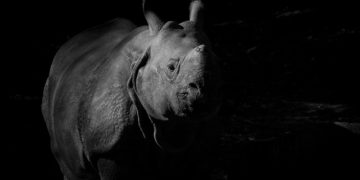 Lassan, de folyamatosan nő a súlyosan veszélyeztetett keskenyszájú orrszarvúk száma