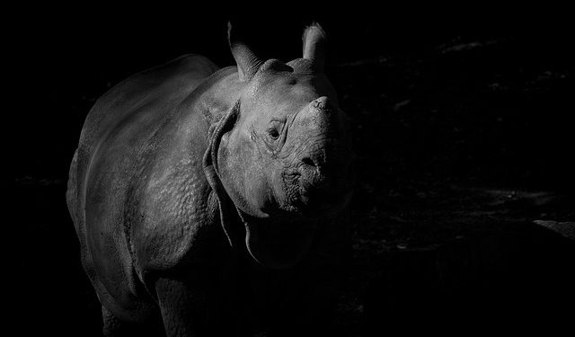 Lassan, de folyamatosan nő a súlyosan veszélyeztetett keskenyszájú orrszarvúk száma