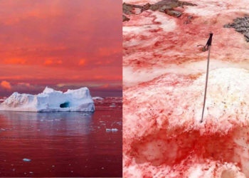 Vérvörösre színezte az Antarktiszt egy hóalga