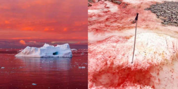 Vérvörösre színezte az Antarktiszt egy hóalga