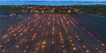 Fagy elleni védekezés egy balatonvilágosi gyümölcsösben