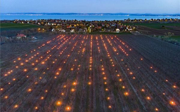 Fagy elleni védekezés egy balatonvilágosi gyümölcsösben