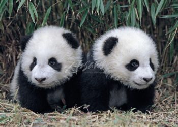 Idén először születtek pandaikrek a csengtui pandarezervátumban