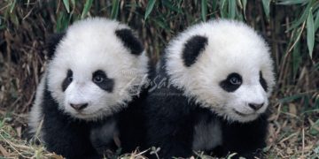 Idén először születtek pandaikrek a csengtui pandarezervátumban