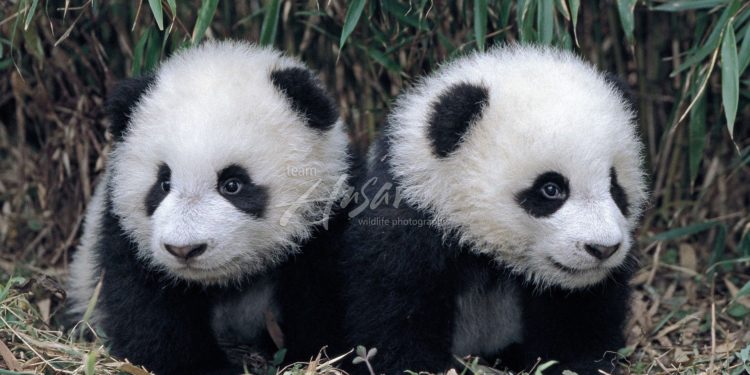 Idén először születtek pandaikrek a csengtui pandarezervátumban