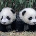 Idén először születtek pandaikrek a csengtui pandarezervátumban