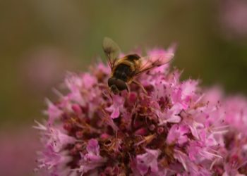 Az Európai Bizottság globális koalíciót hívott életre a biológiai sokféleség megőrzéséért