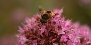 Az Európai Bizottság globális koalíciót hívott életre a biológiai sokféleség megőrzéséért