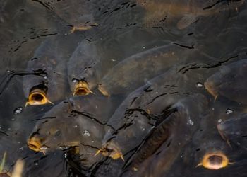 Százharminc mázsa pontyot telepítettek a Dunába