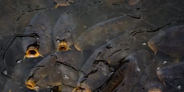 Százharminc mázsa pontyot telepítettek a Dunába