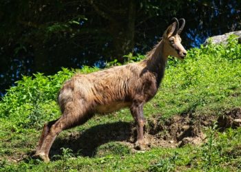 Zergék érkeztek a Szegedi Vadasparkba