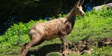 Zergék érkeztek a Szegedi Vadasparkba