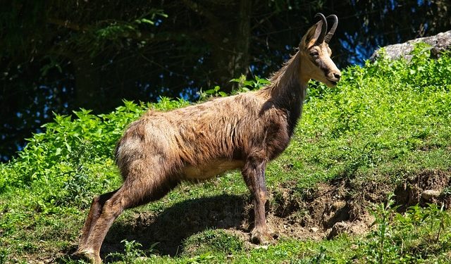 Zergék érkeztek a Szegedi Vadasparkba