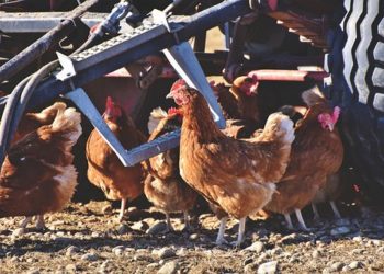 Sertésből kevesebbet, baromfiból többet vágtak a magyar vágóhidakon tavaly