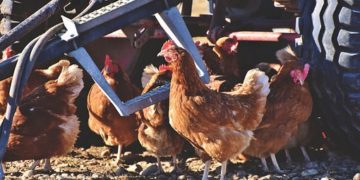 Sertésből kevesebbet, baromfiból többet vágtak a magyar vágóhidakon tavaly