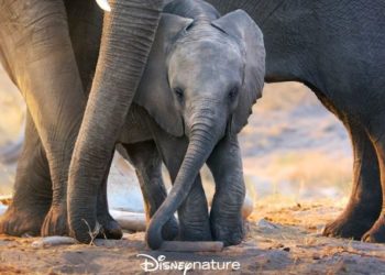 Elefántokról szóló természetfilmhez kölcsönözte a hangját Meghan hercegnő (videó)