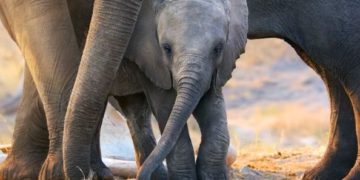 Elefántokról szóló természetfilmhez kölcsönözte a hangját Meghan hercegnő (videó)