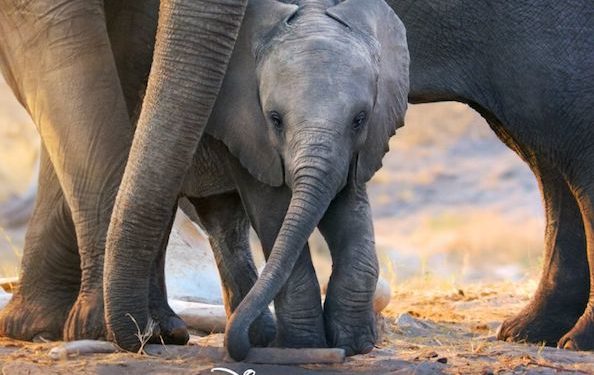 Elefántokról szóló természetfilmhez kölcsönözte a hangját Meghan hercegnő (videó)