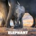 Elefántokról szóló természetfilmhez kölcsönözte a hangját Meghan hercegnő (videó)