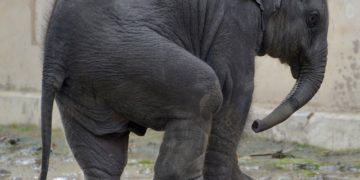 forrás: pixabay.com