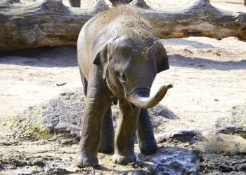 Elefánt született a prágai állatkertben (videó)