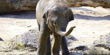 Elefánt született a prágai állatkertben (videó)