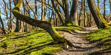 OS – Óvjuk a meglévő erdőket, és tovább növeljük a fával borított területeket