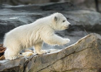 A Schönbrunni Állatkert naponta bemutat online egy-egy állatot