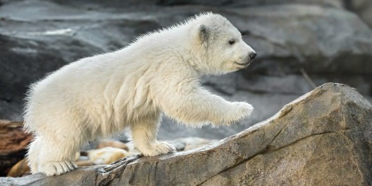 A Schönbrunni Állatkert naponta bemutat online egy-egy állatot