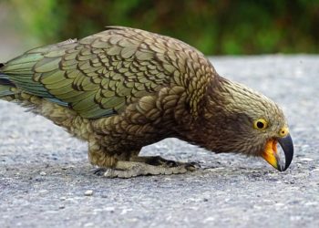 Az új-zélandi kea madár ugyanolyan eszes, mint a főemlősök