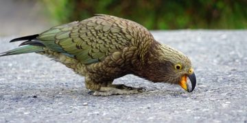 Az új-zélandi kea madár ugyanolyan eszes, mint a főemlősök