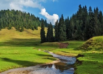 Romániában országos erdősítési kampány kezdődött