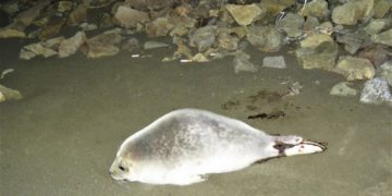 Fókakölykök százai haldokolnak a Balti-tenger partvidékén a jégmentes tél miatt