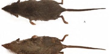 Két új cickányfajt fedeztek fel a kínai Sárga-hegyen