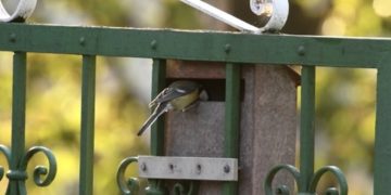 Megoldást kínál a Madártani Egyesület a postaládákba költöző széncinegékre