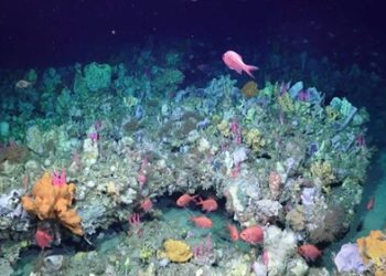 Mélytengeri korallkerteket fedeztek fel Ausztrália délnyugati részén