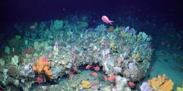 Mélytengeri korallkerteket fedeztek fel Ausztrália délnyugati részén