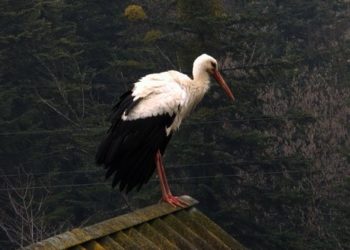 Emelőkkel teszik biztonságosabbá a gólyafészkeket