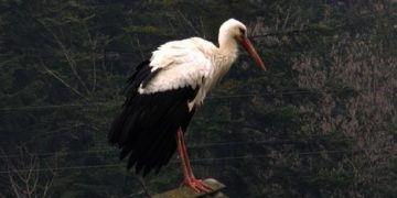 Emelőkkel teszik biztonságosabbá a gólyafészkeket