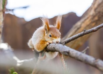 OS – A Lehet Más a Politika párt (LMP) közleménye : Változtatni kell, ha meg akarjuk óvni a vadvilágot –
