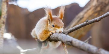 OS – A Lehet Más a Politika párt (LMP) közleménye : Változtatni kell, ha meg akarjuk óvni a vadvilágot –