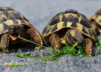 Összekeverik a műanyag és a táplálék szagát a teknősök