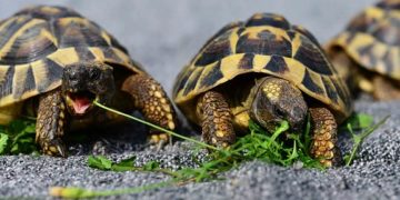 Összekeverik a műanyag és a táplálék szagát a teknősök