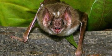 Felöklendezett véres „csókkal” kötnek barátságokat a vérszopó denevérek