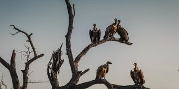 Mintegy ezer keselyű pusztult el Bissau-Guineában két hét alatt