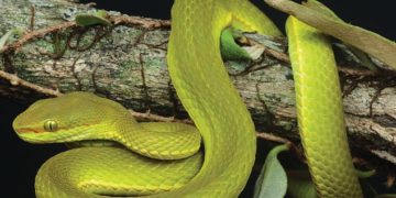 Mardekár Malazárról neveztek el egy újonnan felfedezett viperafajt