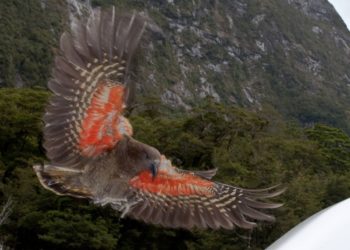 Keafiókák keltek ki a Szegedi Vadasparkban