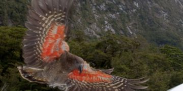 Keafiókák keltek ki a Szegedi Vadasparkban