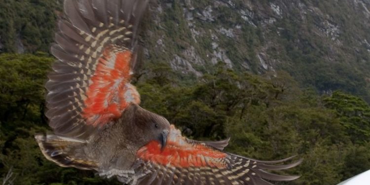 Keafiókák keltek ki a Szegedi Vadasparkban