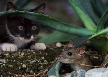 Először bizonyították, hogy érzelmeket fejez ki az egerek „arca”